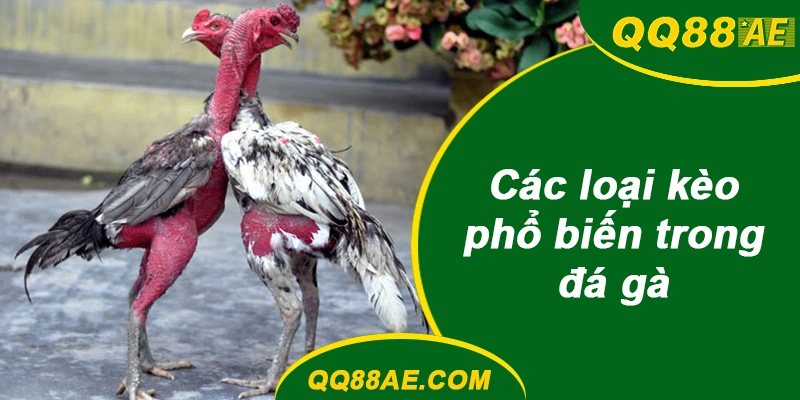 Các loại kèo phổ biến trong đá gà QQ88